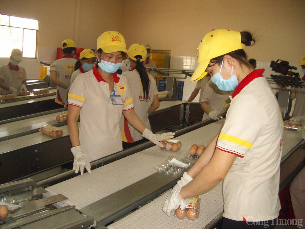 Người chăn nuôi gà điêu đứng vì giá liên tục giảm  - Ảnh 2.