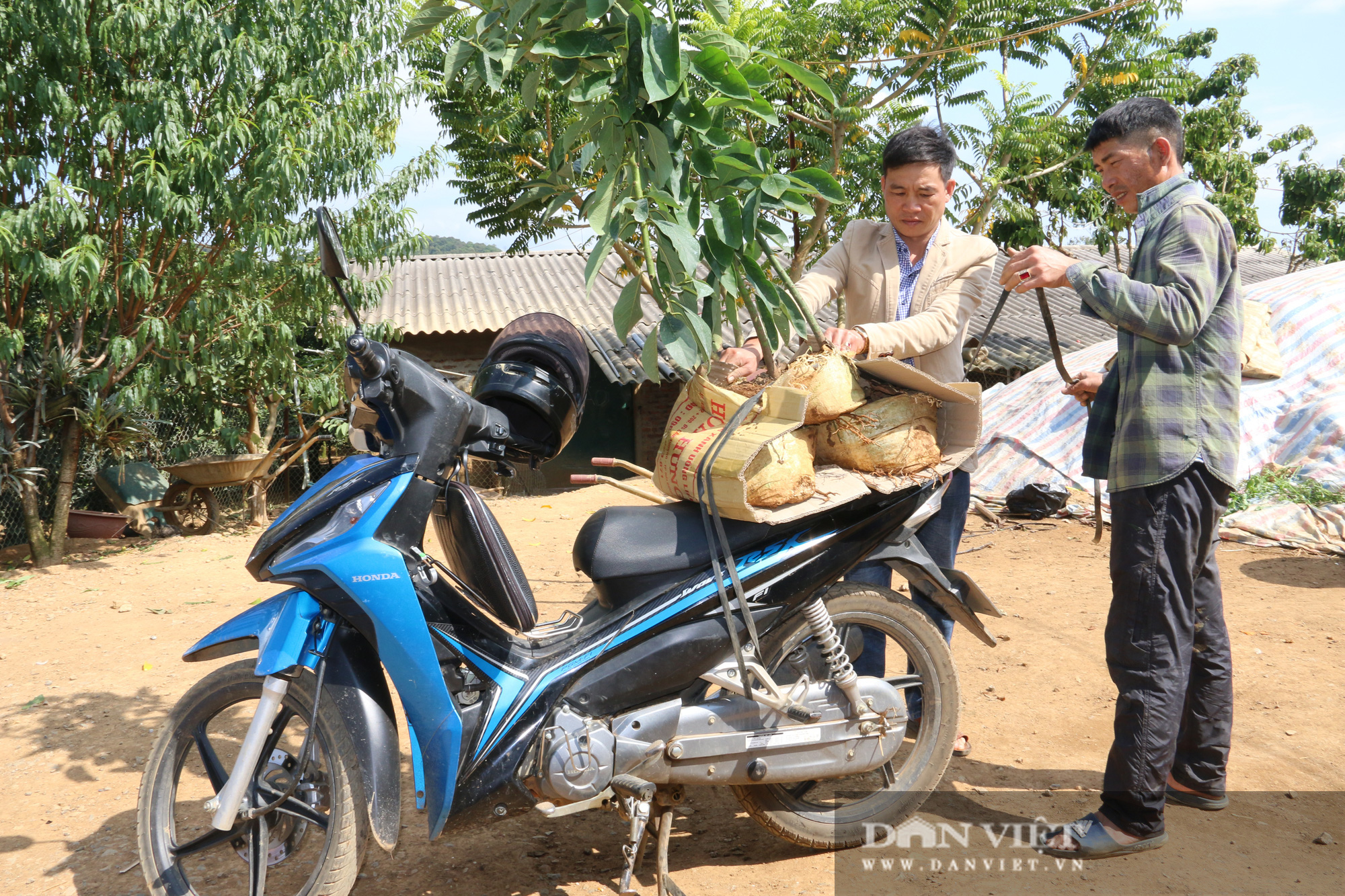 Lão nông người Thái biến đất khô cằn thành “mỏ vàng” - Ảnh 8.