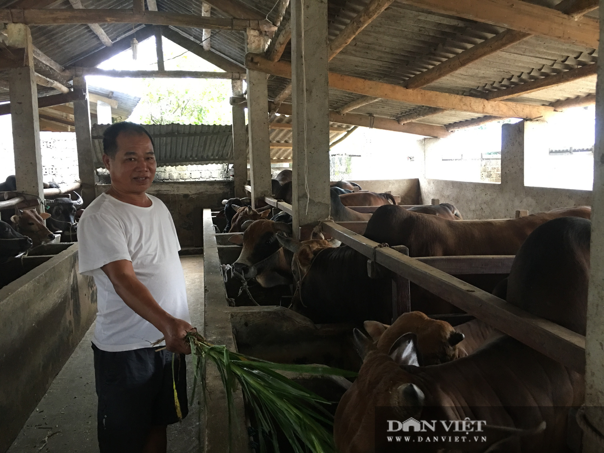Nuôi bò vỗ béo, lão nông phất lên như diều gặp gió - Ảnh 2.