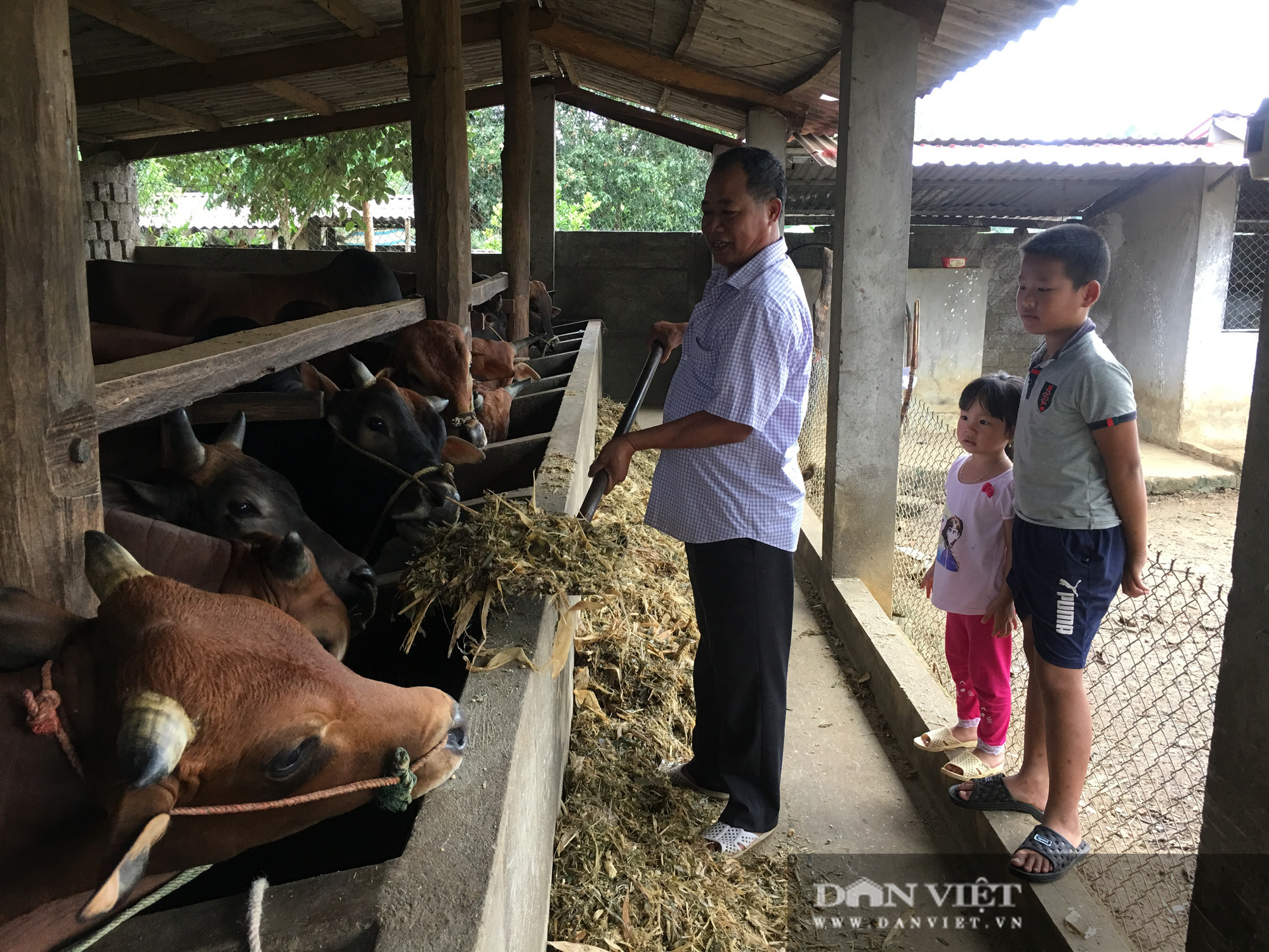 Nuôi bò vỗ béo, lão nông phất lên như diều gặp gió - Ảnh 1.