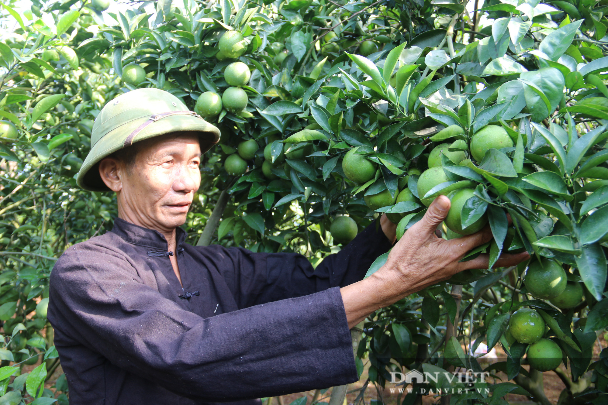 Lão nông người Thái biến đất khô cằn thành “mỏ vàng” - Ảnh 9.