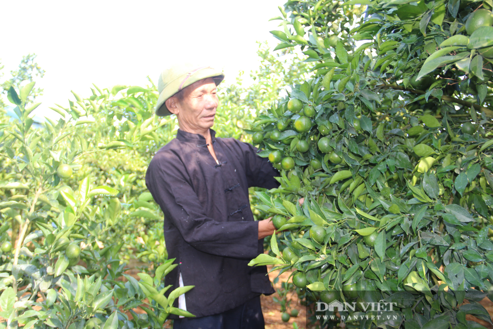 Lão nông người Thái biến đất khô cằn thành “mỏ vàng” - Ảnh 2.