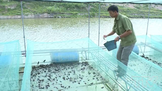 Cho ếch ăn tỏi mỗi ngày, lão nông kiếm về hàng trăm tỷ đồng - Ảnh 2. Cho ếch ăn tỏi mỗi ngày, lão nông kiếm về hàng trăm tỷ đồng - Ảnh 2.