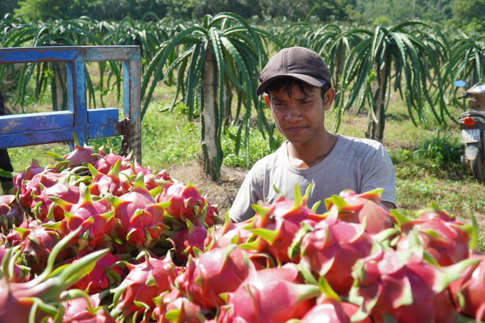Thanh long 3.000 đồng một ký - Ảnh 2. Thanh long 3.000 đồng một ký - Ảnh 2.