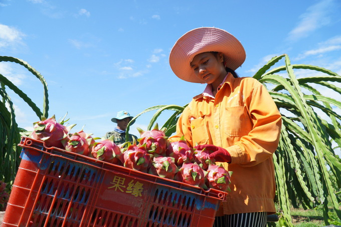 Thanh long 3.000 đồng một ký - Ảnh 1. Thanh long 3.000 đồng một ký - Ảnh 1.