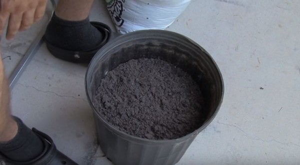 Lạ đời cách trồng cà chua thái miếng chỉ mất vài phút, sau được cả vườn cà chua sai trĩu - Ảnh 3.