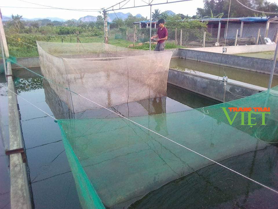 Chàng trại xứ Thanh thu hàng trăm triệu từ nuôi ốc nhồi, lươn, ếch - Ảnh 2. Chàng trại xứ Thanh thu hàng trăm triệu từ nuôi ốc nhồi, lươn, ếch - Ảnh 2.