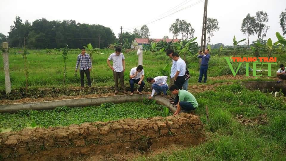 Chàng trai xứ Thanh thu hàng trăm triệu từ mô hình nuôi ốc nhồi - Ảnh 3. Chàng trai xứ Thanh thu hàng trăm triệu từ mô hình nuôi ốc nhồi - Ảnh 3.
