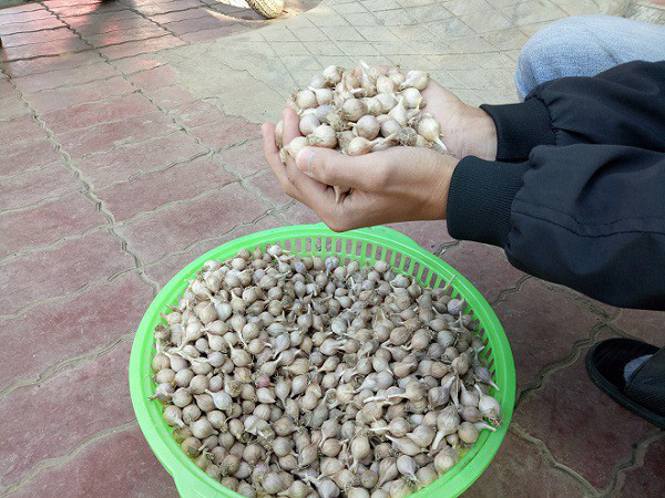 "Siêu đặc sản" quý hiếm không nơi nào ngoài Sơn La trồng được giá cao ngất ngưởng - Ảnh 1. "Siêu đặc sản" quý hiếm không nơi nào ngoài Sơn La trồng được giá cao ngất ngưởng - Ảnh 1.