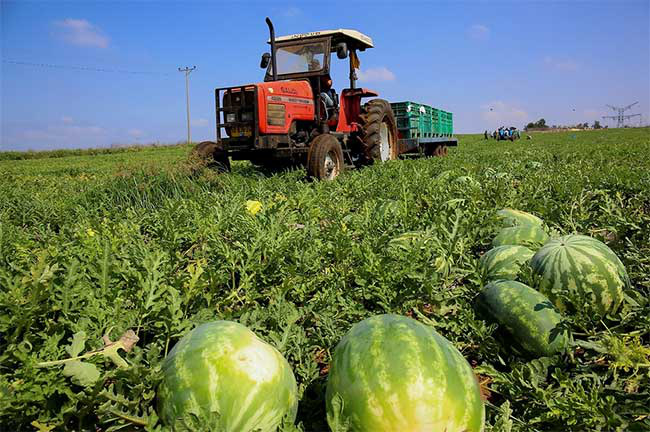 Israel sản xuất nhiên liệu từ dưa hấu - Ảnh 1. Israel sản xuất nhiên liệu từ dưa hấu - Ảnh 1.