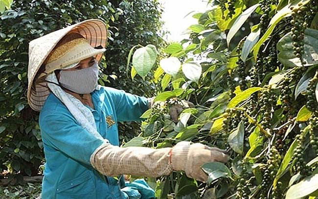 Ấn Độ siết chặt tiêu chuẩn, hồ tiêu Việt Nam có thể gặp khó - Ảnh 1. Ấn Độ siết chặt tiêu chuẩn, hồ tiêu Việt Nam có thể gặp khó - Ảnh 1.