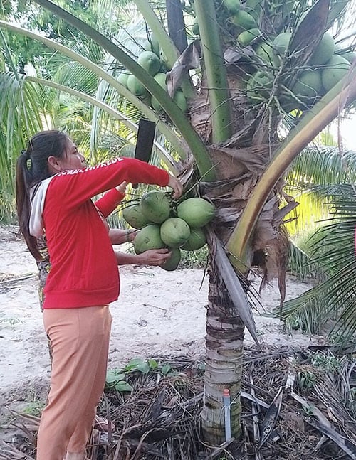 Bình Thuận: Trồng thứ dừa cây thấp tè đã ra trái quá trời, nông dân bảo lãi nhiều mà không vất vả - Ảnh 1.