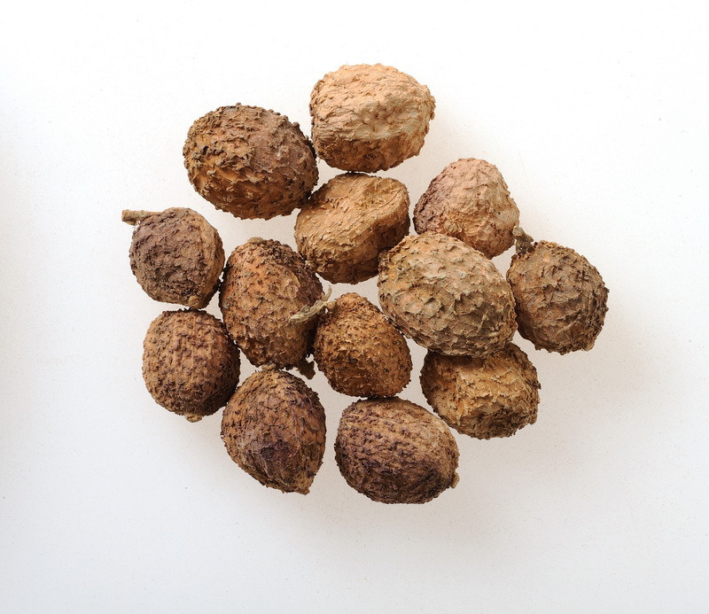 Trồng loại cây an thai, quả khô bán gần 1 triệu/kg, bà con miền núi đếm tiền mỏi tay - Ảnh 1. Trồng loại cây an thai, quả khô bán gần 1 triệu/kg, bà con miền núi đếm tiền mỏi tay - Ảnh 1.