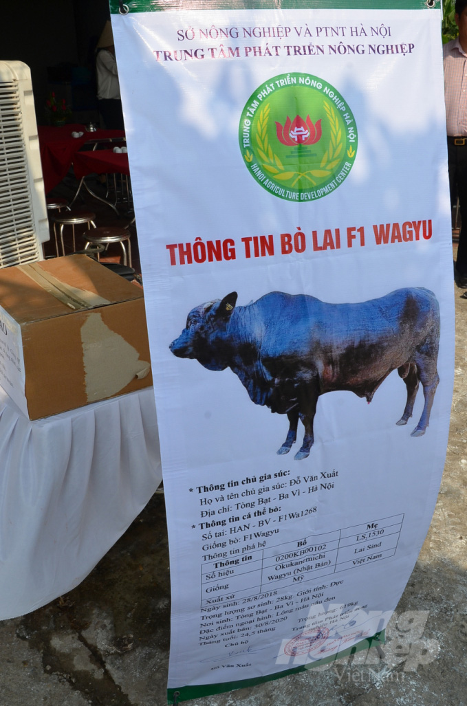 Hồi hộp như mổ bò Nhật giữa Hà Nội - Ảnh 2. Hồi hộp như mổ bò Nhật giữa Hà Nội - Ảnh 2.