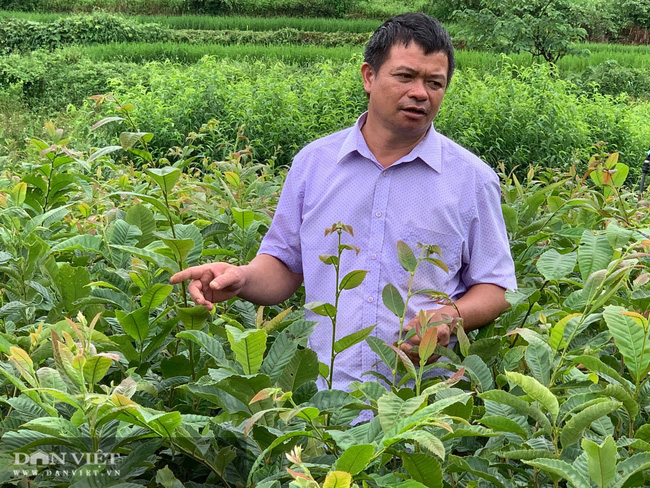 Miền núi Ngân Sơn phát triển giống hạt dẻ quý - Ảnh 3. Miền núi Ngân Sơn phát triển giống hạt dẻ quý - Ảnh 3.