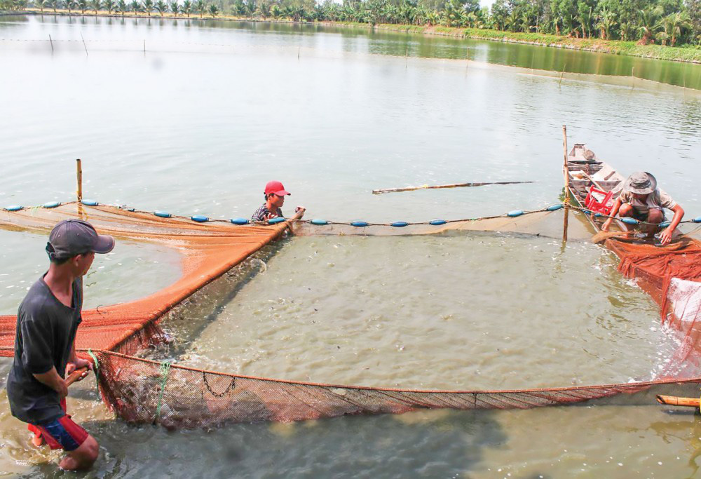 Giá cá tra giống khởi sắc trở lại - Ảnh 1.