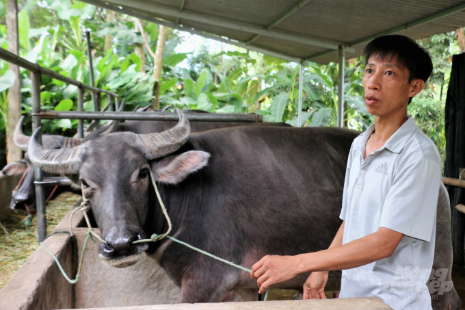 Nghề 'thổi' trâu ngoại cho da căng, béo múp - Ảnh 4.