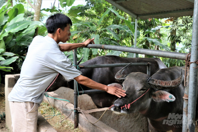 Nghề 'thổi' trâu ngoại cho da căng, béo múp - Ảnh 2.