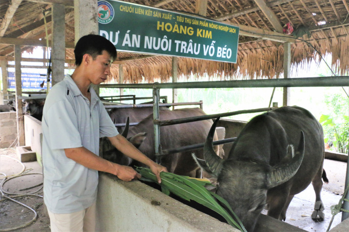 Nghề 'thổi' trâu ngoại cho da căng, béo múp - Ảnh 5.