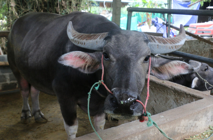 Nghề 'thổi' trâu ngoại cho da căng, béo múp - Ảnh 1.