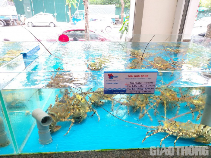 Nghịch lý tôm hùm rớt giá ở vựa nuôi, người tiêu dùng vẫn bị "chặt chém" - Ảnh 1. Nghịch lý tôm hùm rớt giá ở vựa nuôi, người tiêu dùng vẫn bị "chặt chém" - Ảnh 1.