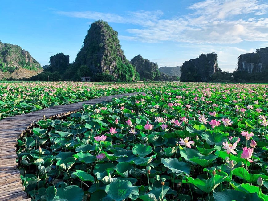 Lạ Ninh Bình: Đang giữa mùa Thu, đầm sen &quot;kỳ lạ nhất Việt Nam&quot; bỗng dưng nở rộ sắc màu - Ảnh 1.