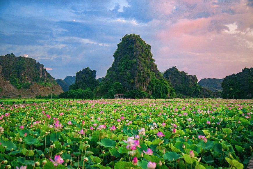 Lạ Ninh Bình: Đang giữa mùa Thu, đầm sen &quot;kỳ lạ nhất Việt Nam&quot; bỗng dưng nở rộ sắc màu - Ảnh 13.
