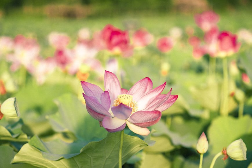 Lạ Ninh Bình: Đang giữa mùa Thu, đầm sen &quot;kỳ lạ nhất Việt Nam&quot; bỗng dưng nở rộ sắc màu - Ảnh 2.