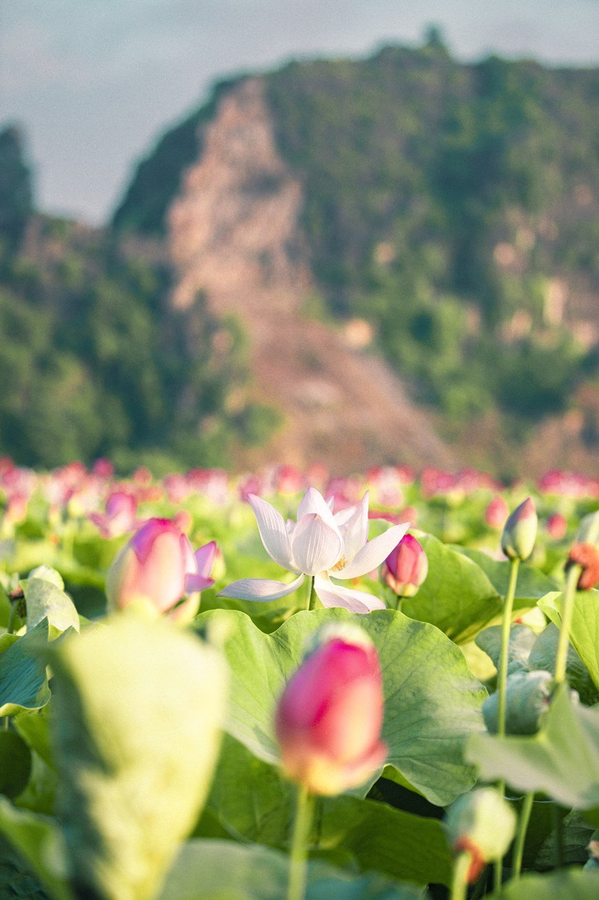 Lạ Ninh Bình: Đang giữa mùa Thu, đầm sen &quot;kỳ lạ nhất Việt Nam&quot; bỗng dưng nở rộ sắc màu - Ảnh 3.