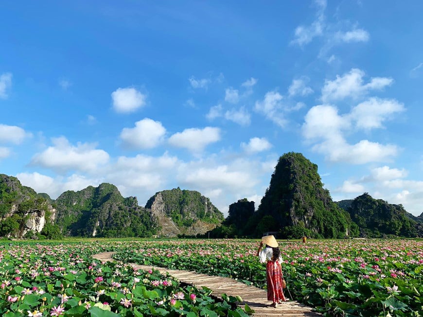 Lạ Ninh Bình: Đang giữa mùa Thu, đầm sen &quot;kỳ lạ nhất Việt Nam&quot; bỗng dưng nở rộ sắc màu - Ảnh 9.