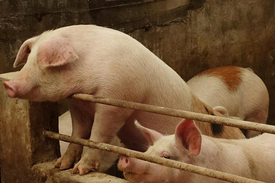 Giá heo hơi hôm nay 11/9: Hai miền Bắc, Nam duy trì đà tăng, cao nhất 81.000 đồng/kg - Ảnh 1. Giá heo hơi hôm nay 11/9: Hai miền Bắc, Nam duy trì đà tăng, cao nhất 81.000 đồng/kg - Ảnh 1.