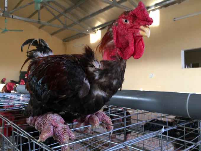 Nuôi lợn rủi ro, Hưng Yên 'xúi' dân nuôi bò, gà Đông Tảo - Ảnh 2. Nuôi lợn rủi ro, Hưng Yên 'xúi' dân nuôi bò, gà Đông Tảo - Ảnh 2.