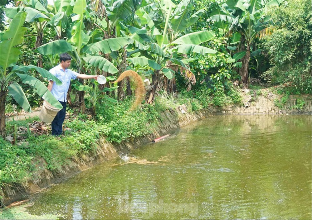 Bí thư đoàn kiêm chủ trang trại - Ảnh 1. Bí thư đoàn kiêm chủ trang trại - Ảnh 1.