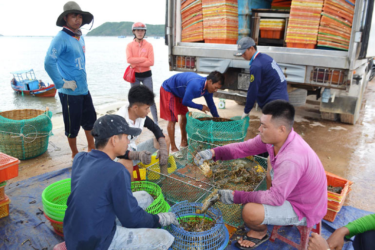 Phú Yên: Khổ quá, nuôi tôm hùm quá lứa to lắm rồi mà giá bán cứ tụt thê thảm, nuôi tiếp lại lo ngay ngáy - Ảnh 1.