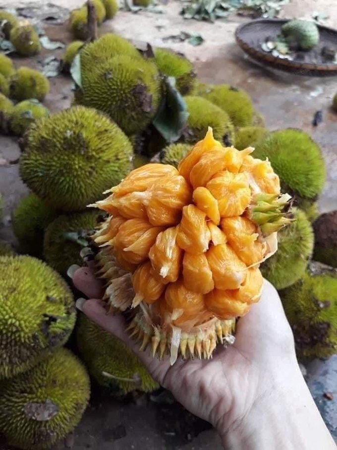 Trái cây rừng xuống phố 'cháy hàng' - Ảnh 1. Trái cây rừng xuống phố 'cháy hàng' - Ảnh 1.