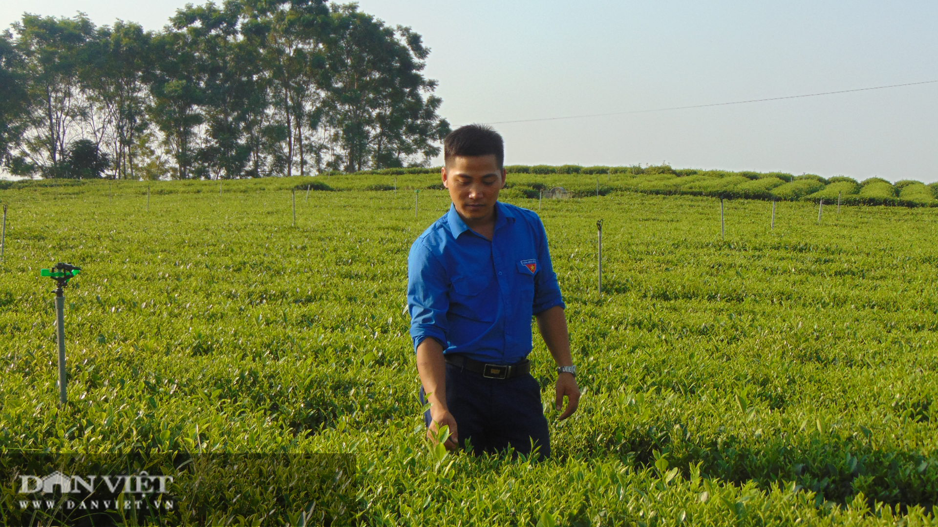Thanh niên trẻ khởi nghiệp với nghề chè truyền thống  - Ảnh 2.