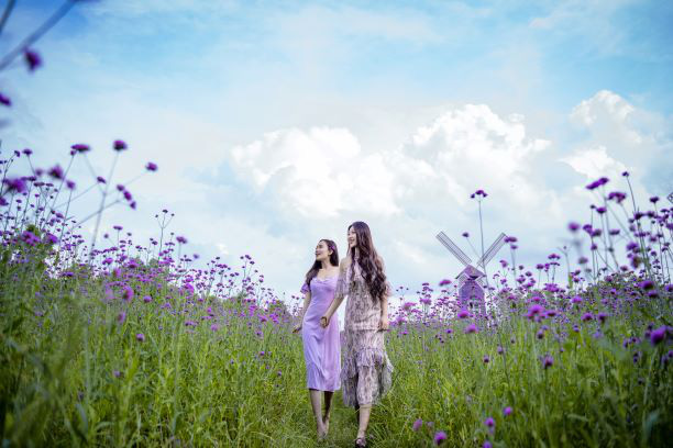 &quot;Ngỡ ngàng&quot; cánh đồng oải hương Thảo tím gọi mùa thu Hà Nội - Ảnh 12.