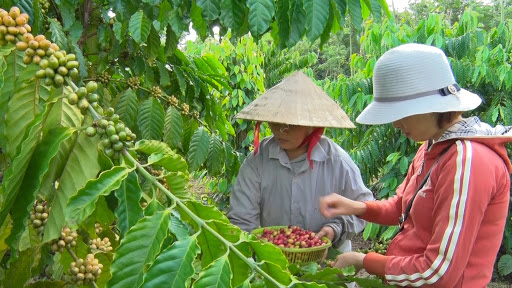 Tín chỉ chứng minh giá trị nông sản Việt - Ảnh 1.