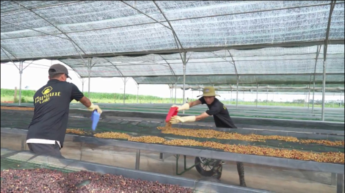 Doanh nhân Thái Như Hiệp cùng giấc mơ “Mang cà phê hữu cơ Việt ra thế giới” - Ảnh 2. Doanh nhân Thái Như Hiệp cùng giấc mơ “Mang cà phê hữu cơ Việt ra thế giới” - Ảnh 2.