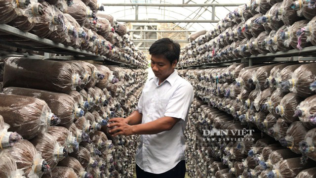 Từ chàng kỹ sư điện thành công với mô hình nấm công nghệ cao cho thu nhập tiền tỷ mỗi năm - Ảnh 3.