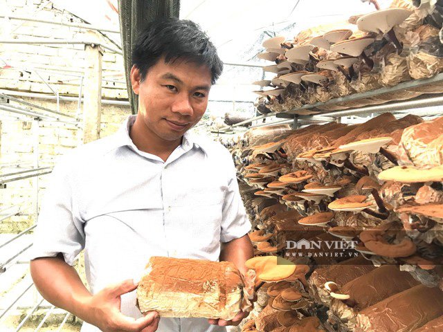 Từ chàng kỹ sư điện thành công với mô hình nấm công nghệ cao cho thu nhập tiền tỷ mỗi năm - Ảnh 5.