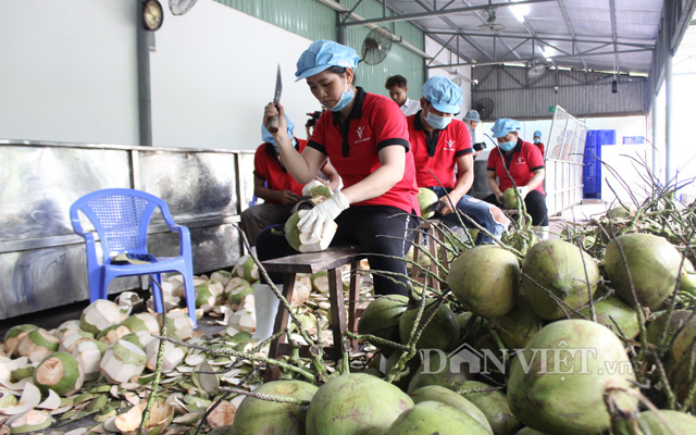 Dừa, bưởi và thanh long Bến Tre chính thức xuất sang châu Âu - Ảnh 2.