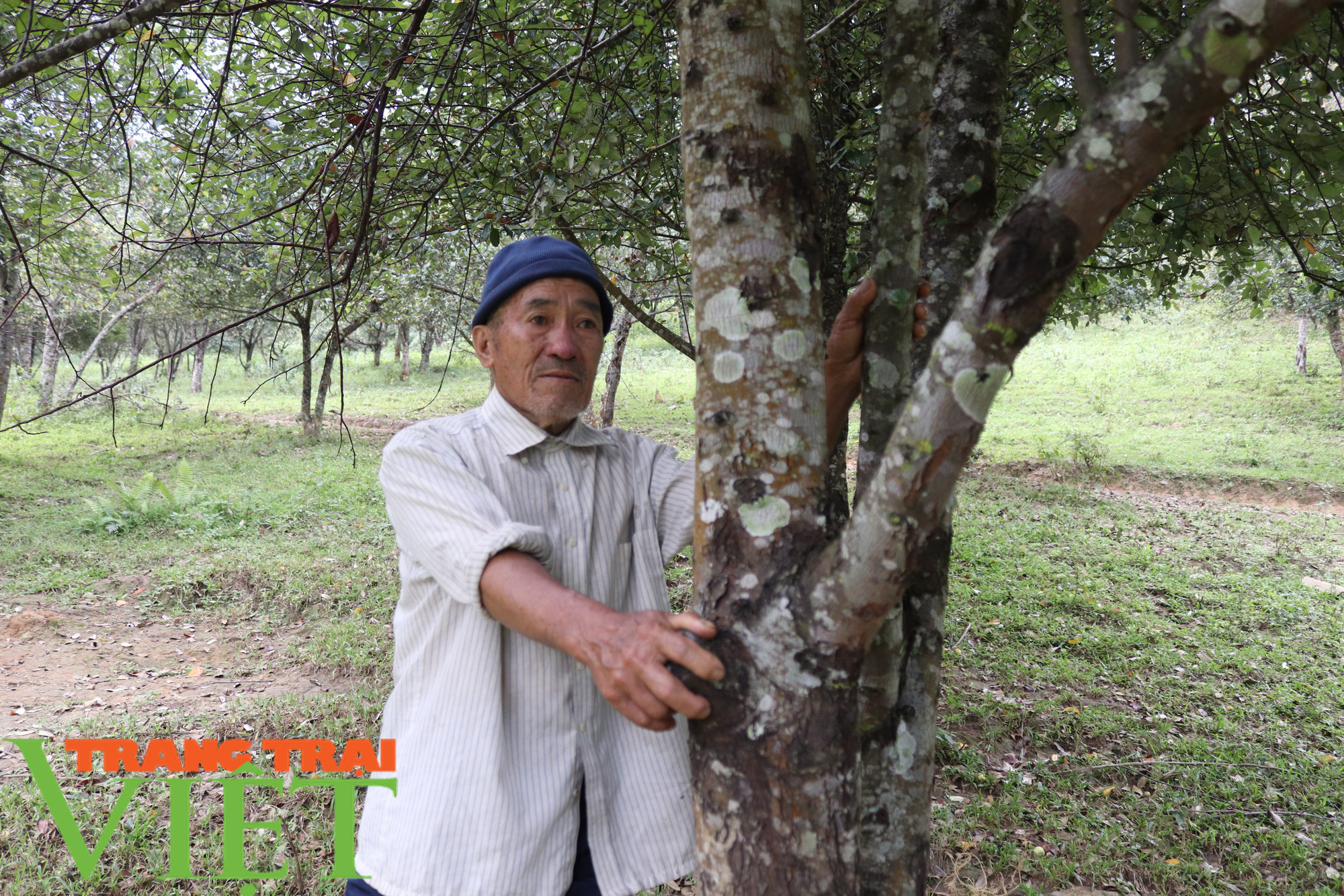 Đổi thay từ những “nương vườn chết” - Ảnh 1. Đổi thay từ những “nương vườn chết” - Ảnh 1.