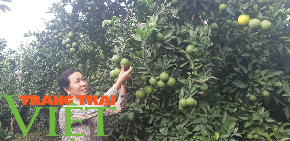 Ước mơ nhiều đời của bà con nông dân Sơn La đang trở thành hiện thực - Ảnh 2.