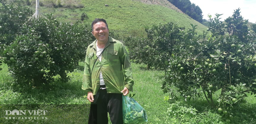 Vựa hoa quả Sơn La sẵn sàng cung ứng hàng cho nhà máy chế biến - Ảnh 3. Vựa hoa quả Sơn La sẵn sàng cung ứng hàng cho nhà máy chế biến - Ảnh 3.