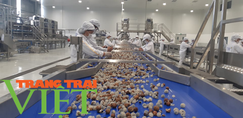 Ước mơ nhiều đời của bà con nông dân Sơn La đang trở thành hiện thực - Ảnh 1.
