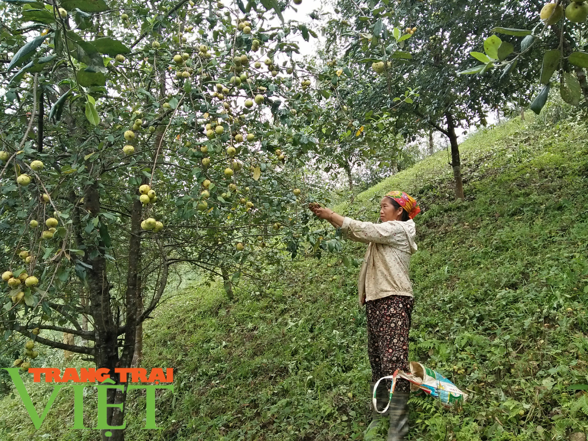 Đổi thay từ những “nương vườn chết” - Ảnh 3. Đổi thay từ những “nương vườn chết” - Ảnh 3.
