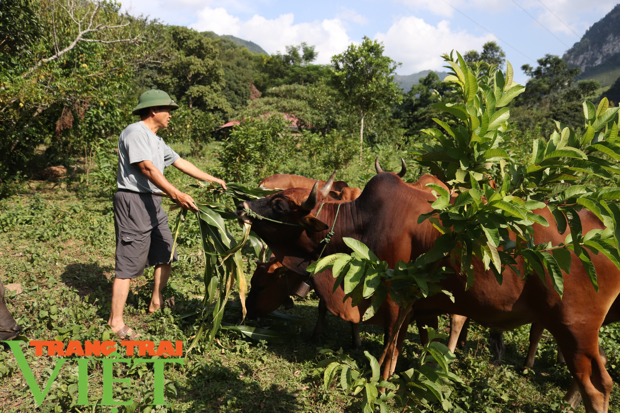 Đổi thay từ những “nương vườn chết” - Ảnh 6. Đổi thay từ những “nương vườn chết” - Ảnh 6.