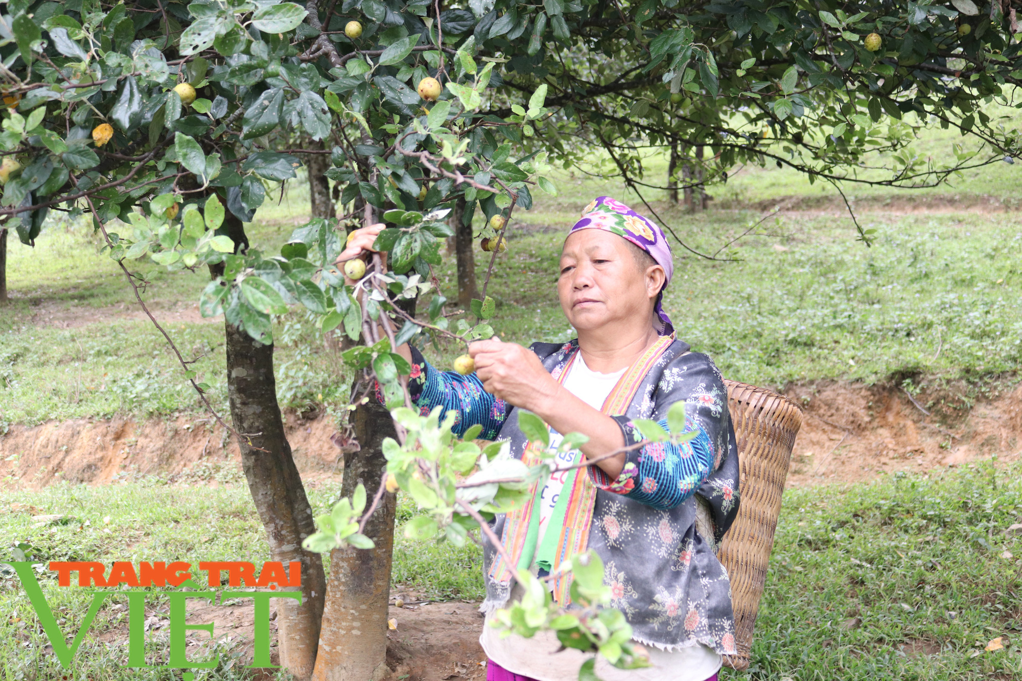 Đổi thay từ những “nương vườn chết” - Ảnh 4. Đổi thay từ những “nương vườn chết” - Ảnh 4.