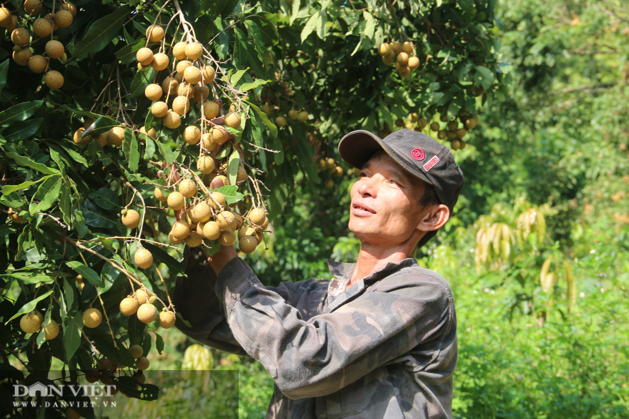Vựa hoa quả Sơn La sẵn sàng cung ứng hàng cho nhà máy chế biến - Ảnh 4. Vựa hoa quả Sơn La sẵn sàng cung ứng hàng cho nhà máy chế biến - Ảnh 4.